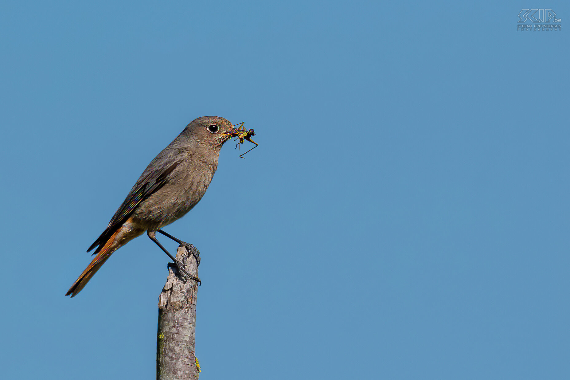 Garden birds - Black redstart Black redstart (f) / Phoenicurus ochruros Stefan Cruysberghs